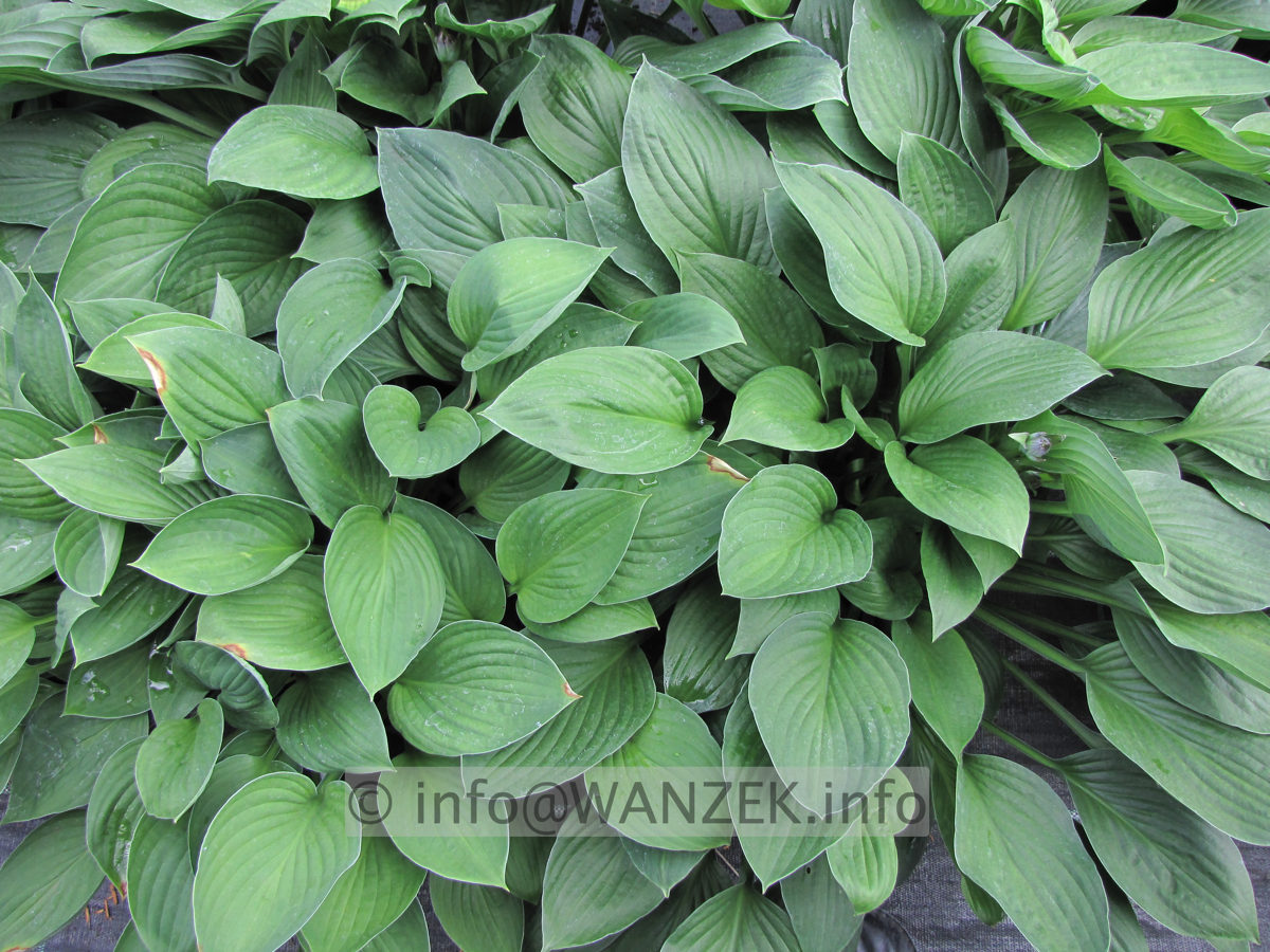 Hosta Hybride Janet Blue 02.JPG